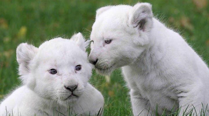 The White Lion Cubs