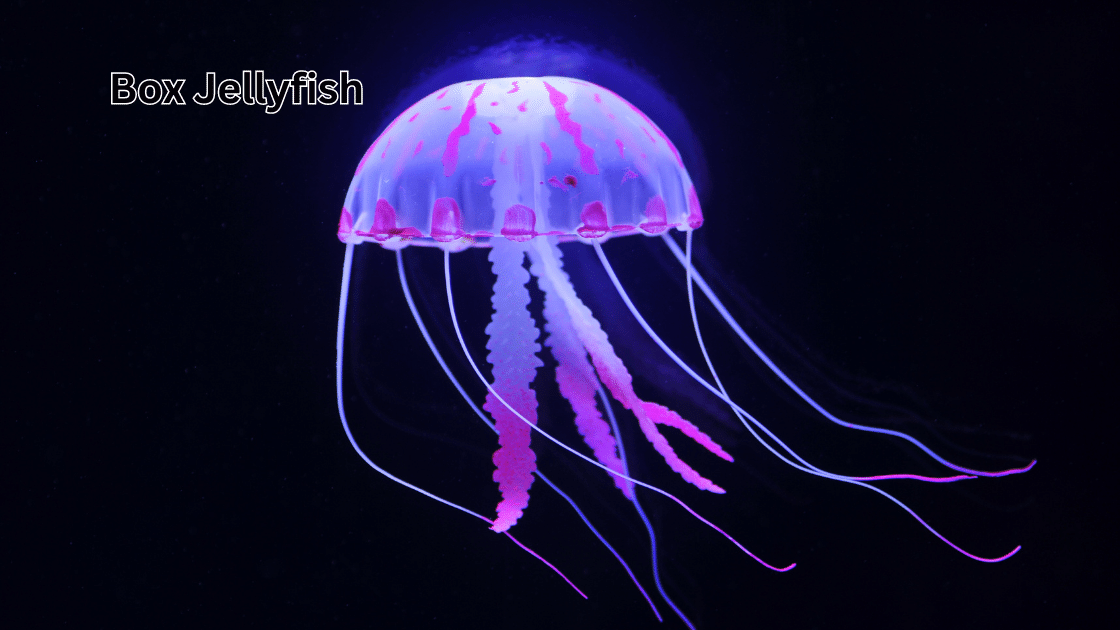 Top 10 Scariest Animals: Box Jellyfish