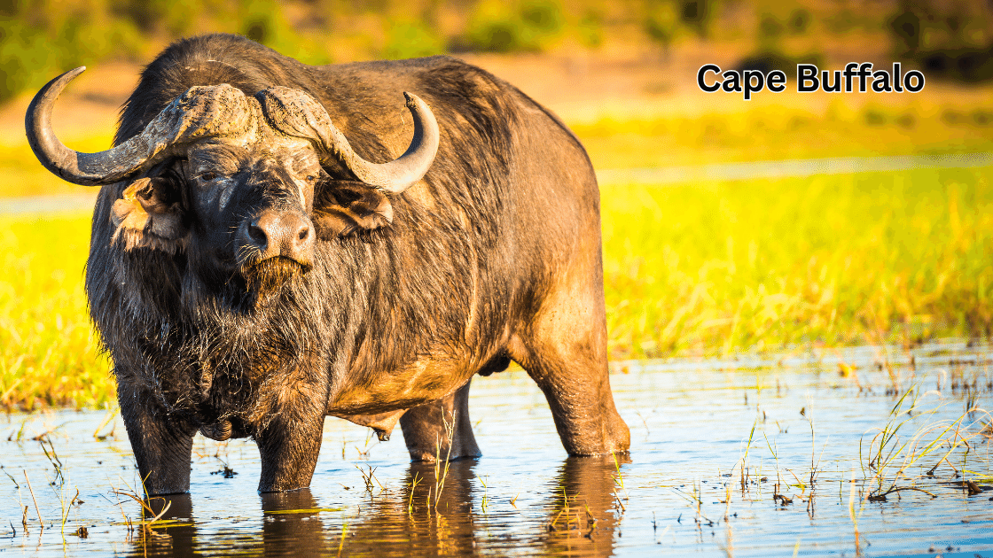 Top 10 Scariest Animals: Cape Buffalo