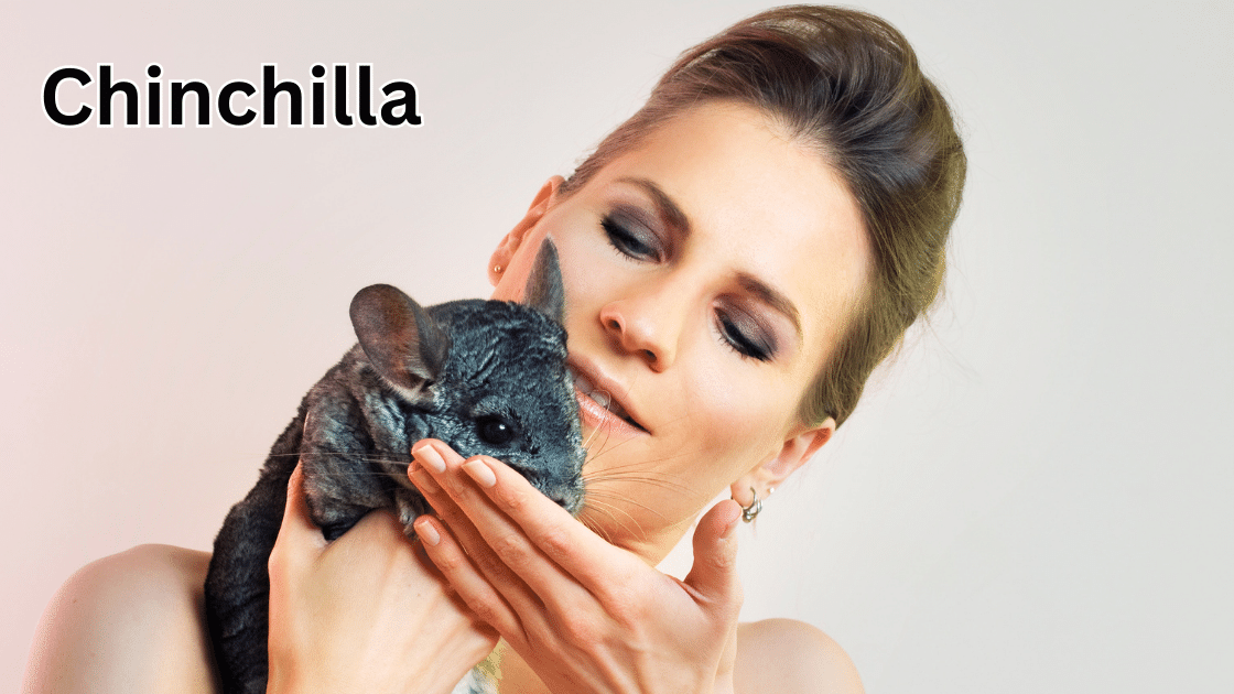 Top 10 Coolest Pets: Chinchilla