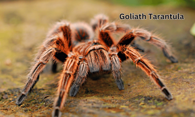 Top 10 Scariest Animals: Goliath Tarantula