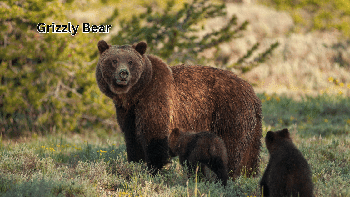 Top 10 Scariest Animals: Grizzly Bear