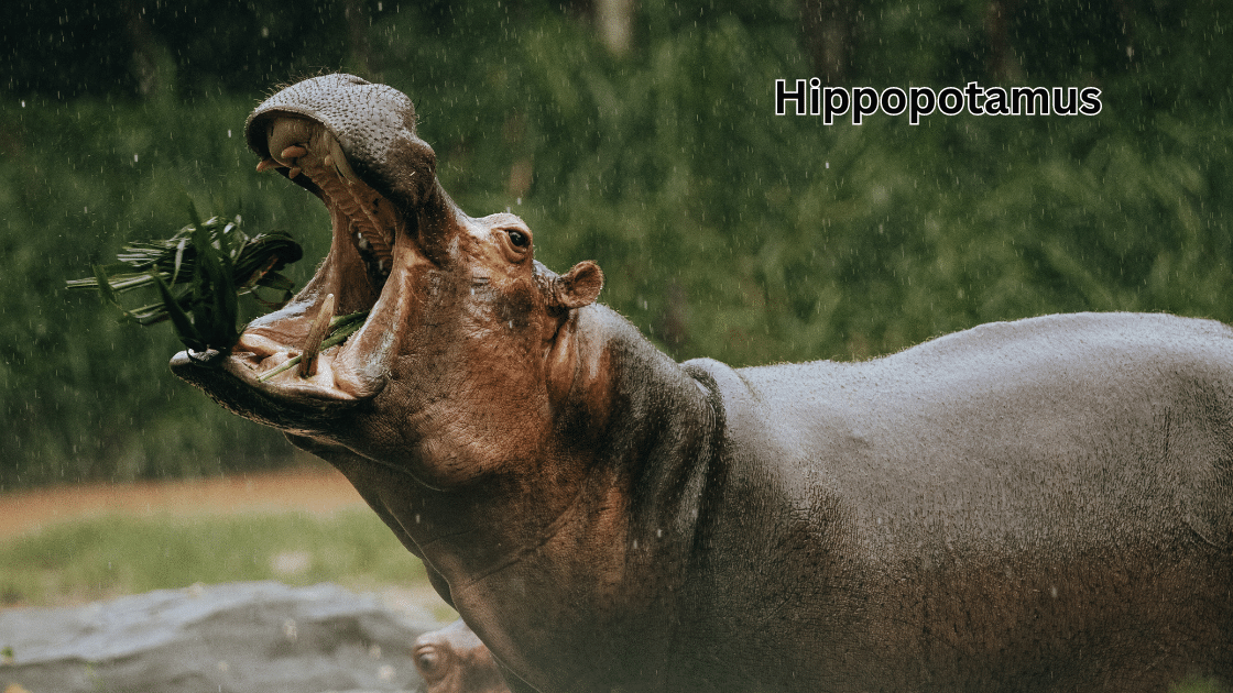 Top 10 Scariest Animals: Hippopotamus
