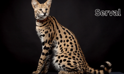 top 10 coolest pets Serval