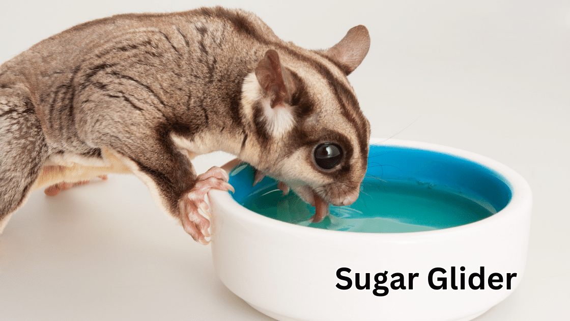 Top 10 Coolest Pets: Sugar Glider