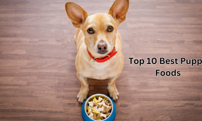 Top 10 Best Puppy Foods